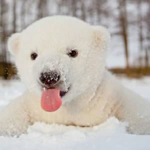 呆萌可爱的北极熊